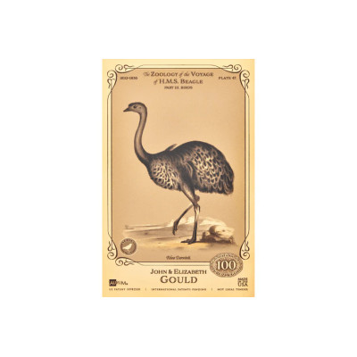 L'Aurum de John et Elizabeth Gould - Collection H.M.S. Beagle