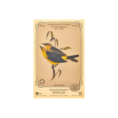 L'Aurum de John et Elizabeth Gould - Collection H.M.S. Beagle